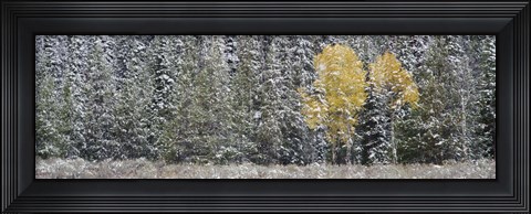 Framed Pine Trees In A Forest, Grand Teton National Park, Wyoming, USA Print