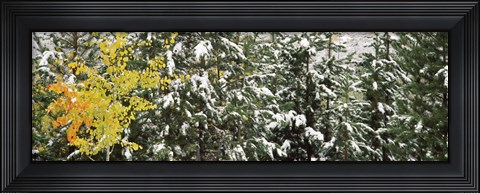 Framed Trees covered with snow, Grand Teton National Park, Wyoming, USA Print