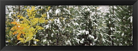 Framed Trees covered with snow, Grand Teton National Park, Wyoming, USA Print