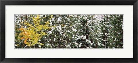 Framed Trees covered with snow, Grand Teton National Park, Wyoming, USA Print