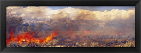 Framed Burning trees in a forest with mountain range in the background, Grand Teton, Grand Teton National Park, Wyoming, USA Print