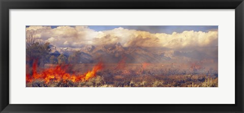 Framed Burning trees in a forest with mountain range in the background, Grand Teton, Grand Teton National Park, Wyoming, USA Print