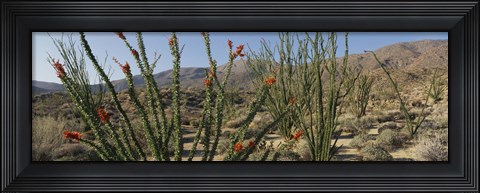 Framed Ocotillo Anza Borrego Desert State Park CA Print