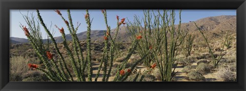 Framed Ocotillo Anza Borrego Desert State Park CA Print