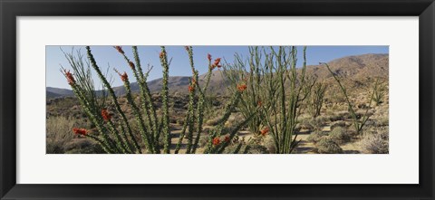 Framed Ocotillo Anza Borrego Desert State Park CA Print