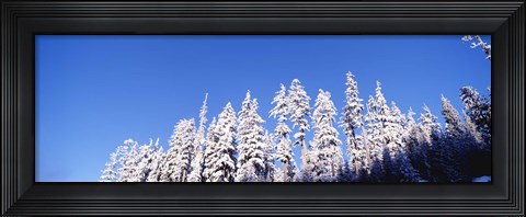 Framed Pine Trees in Winter, Oregon Print