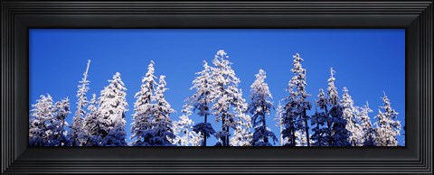 Framed Snow Covered Pine Trees, Oregon Print