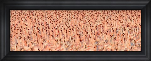 Framed Lesser flamingos Print