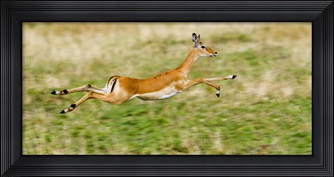 Framed Springbok leaping in a field Print