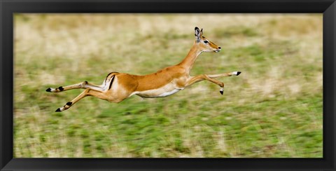 Framed Springbok leaping in a field Print