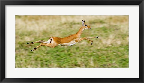 Framed Springbok leaping in a field Print
