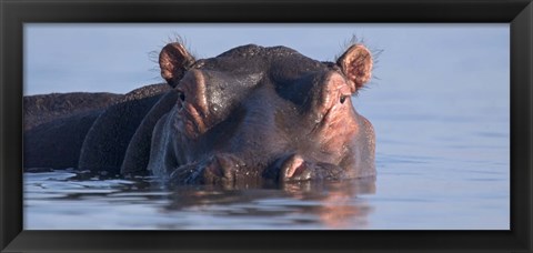 Framed Close-up of a hippopotamus submerged in water Print