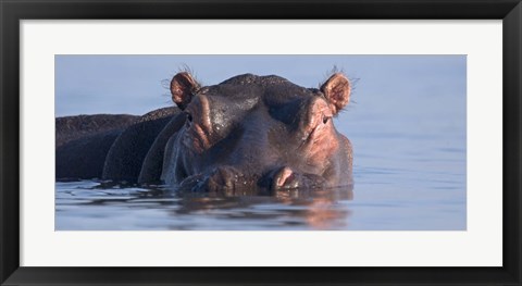 Framed Close-up of a hippopotamus submerged in water Print