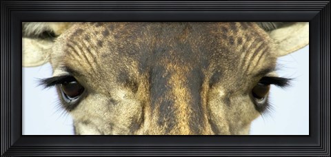 Framed Close-up of a Maasai giraffes eyes Print