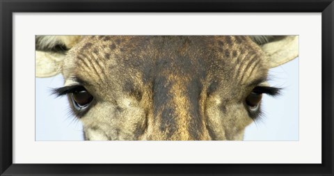 Framed Close-up of a Maasai giraffes eyes Print