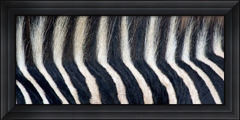 Framed Close-up of a Greveys zebra stripes and mane Print