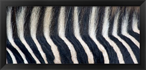 Framed Close-up of a Greveys zebra stripes and mane Print