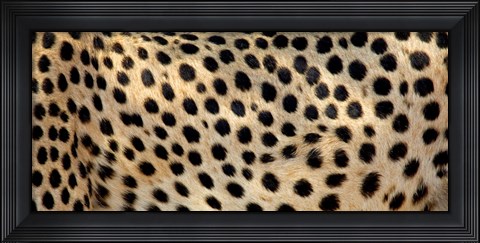 Framed Close-up of the spots on a cheetah Print