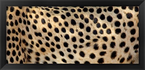 Framed Close-up of the spots on a cheetah Print