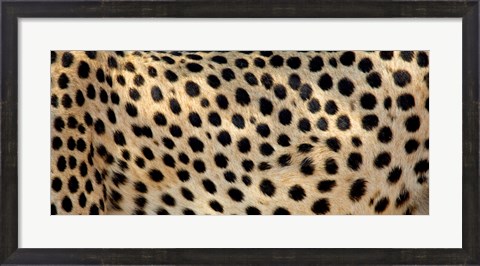 Framed Close-up of the spots on a cheetah Print
