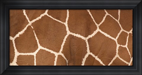 Framed Close-up of a reticulated giraffe markings Print