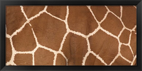 Framed Close-up of a reticulated giraffe markings Print