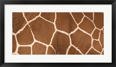 Framed Close-up of a reticulated giraffe markings Print