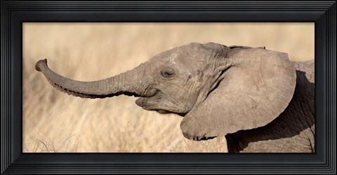 Framed Close-up of a African elephant calf at play Print