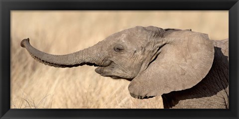 Framed Close-up of a African elephant calf at play Print