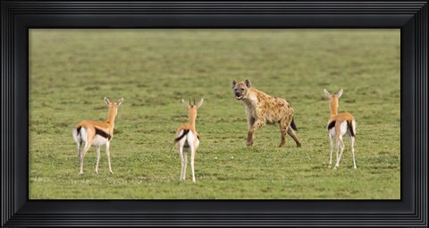 Framed Three Gazelle fawns (Gazella thomsoni) and a Spotted hyena (Crocuta crocuta) in a field, Ngorongoro Conservation Area, Tanzania Print