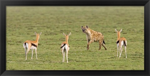 Framed Three Gazelle fawns (Gazella thomsoni) and a Spotted hyena (Crocuta crocuta) in a field, Ngorongoro Conservation Area, Tanzania Print