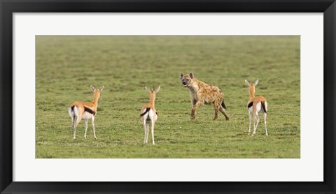 Framed Three Gazelle fawns (Gazella thomsoni) and a Spotted hyena (Crocuta crocuta) in a field, Ngorongoro Conservation Area, Tanzania Print