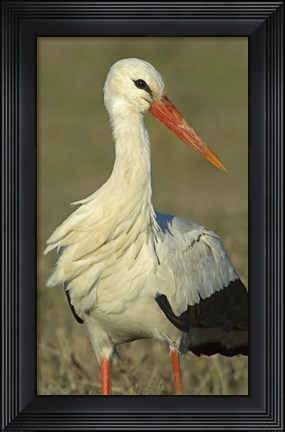 Framed Close-up of an European white stork, Ngorongoro Conservation Area, Arusha Region, Tanzania (Ciconia ciconia) Print