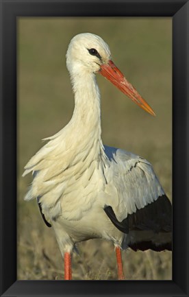 Framed Close-up of an European white stork, Ngorongoro Conservation Area, Arusha Region, Tanzania (Ciconia ciconia) Print