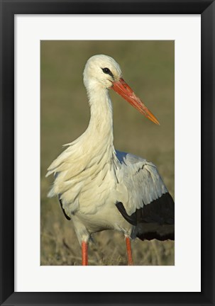 Framed Close-up of an European white stork, Ngorongoro Conservation Area, Arusha Region, Tanzania (Ciconia ciconia) Print