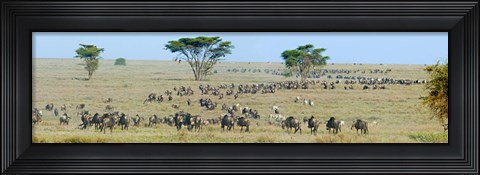 Framed Herd of wildebeest and zebras in a field, Ngorongoro Conservation Area, Arusha Region, Tanzania Print