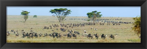 Framed Herd of wildebeest and zebras in a field, Ngorongoro Conservation Area, Arusha Region, Tanzania Print