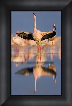 Framed Lesser flamingo wading in water, Lake Nakuru, Kenya (Phoenicopterus minor) Print
