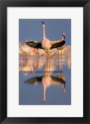 Framed Lesser flamingo wading in water, Lake Nakuru, Kenya (Phoenicopterus minor) Print