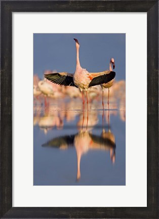 Framed Lesser flamingo wading in water, Lake Nakuru, Kenya (Phoenicopterus minor) Print
