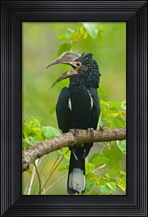 Framed Silvery-cheeked hornbill perching on a branch, Lake Manyara, Arusha Region, Tanzania Print