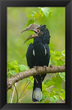 Framed Silvery-cheeked hornbill perching on a branch, Lake Manyara, Arusha Region, Tanzania Print