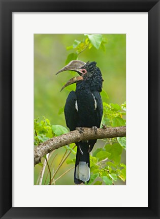 Framed Silvery-cheeked hornbill perching on a branch, Lake Manyara, Arusha Region, Tanzania Print