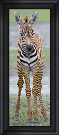 Framed Young zebra, Ngorongoro Conservation Area, Arusha Region, Tanzania Print
