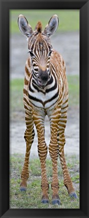 Framed Young zebra, Ngorongoro Conservation Area, Arusha Region, Tanzania Print