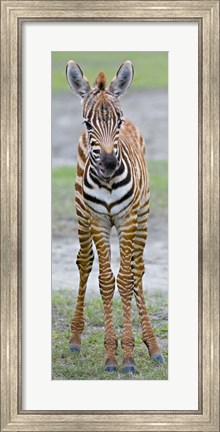 Framed Young zebra, Ngorongoro Conservation Area, Arusha Region, Tanzania Print
