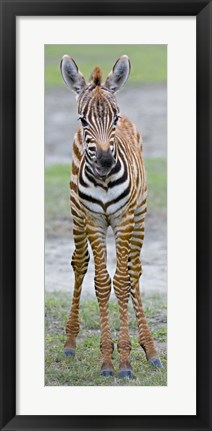 Framed Young zebra, Ngorongoro Conservation Area, Arusha Region, Tanzania Print