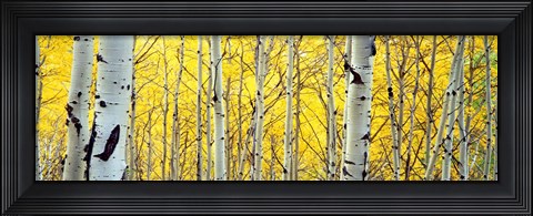 Framed Aspen trees in a forest Print