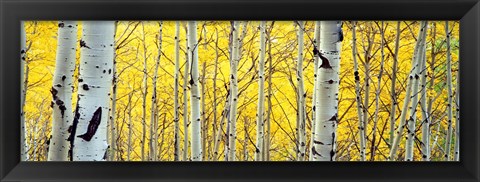 Framed Aspen trees in a forest Print