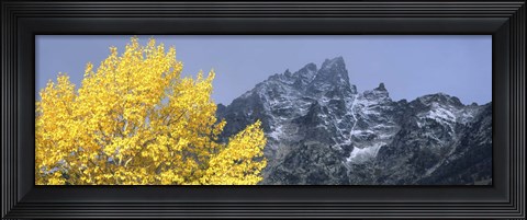 Framed Aspen tree with mountains in background, Mt Teewinot, Grand Teton National Park, Wyoming, USA Print